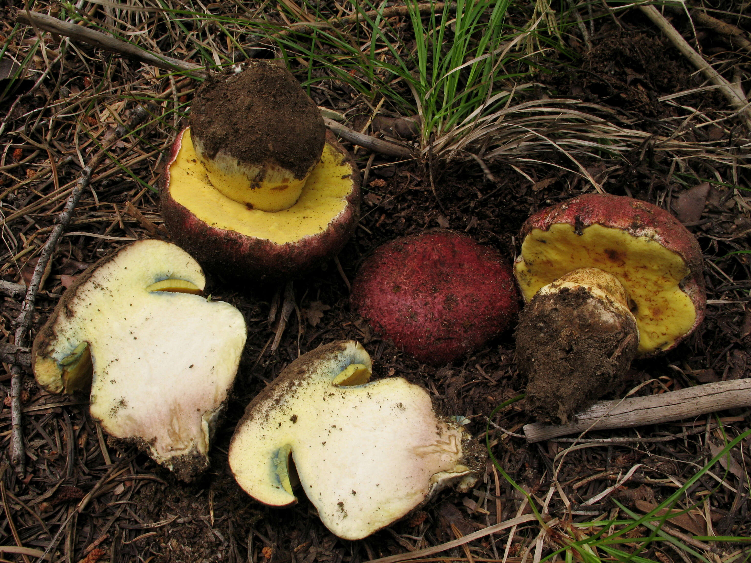 Imagem de Butyriboletus primiregius D. Arora & J. L. Frank 2014