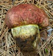 Imagem de Butyriboletus primiregius D. Arora & J. L. Frank 2014