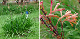 Imagem de Watsonia meriana (L.) Mill.