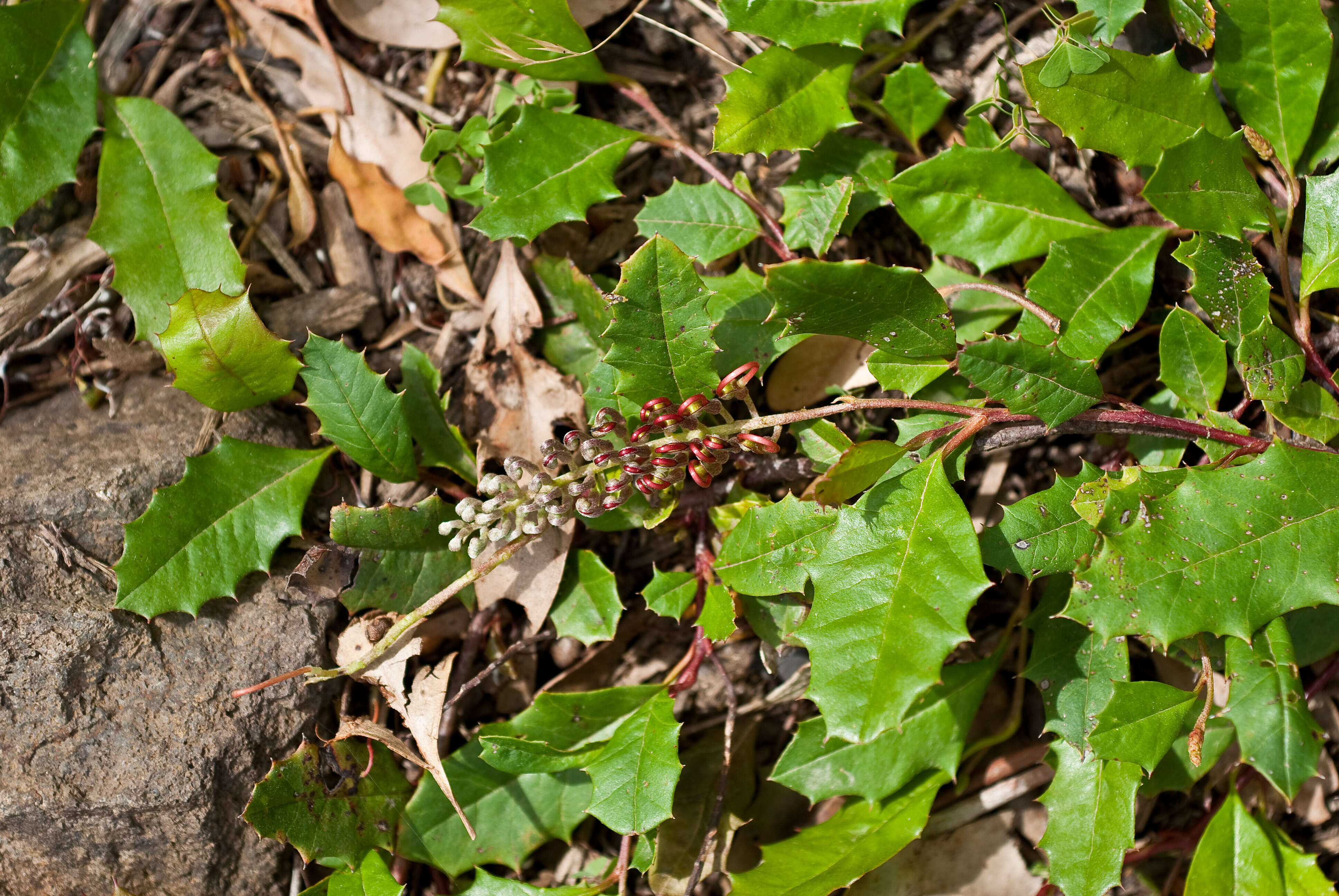 Image of Grevillea repens F. Müll.