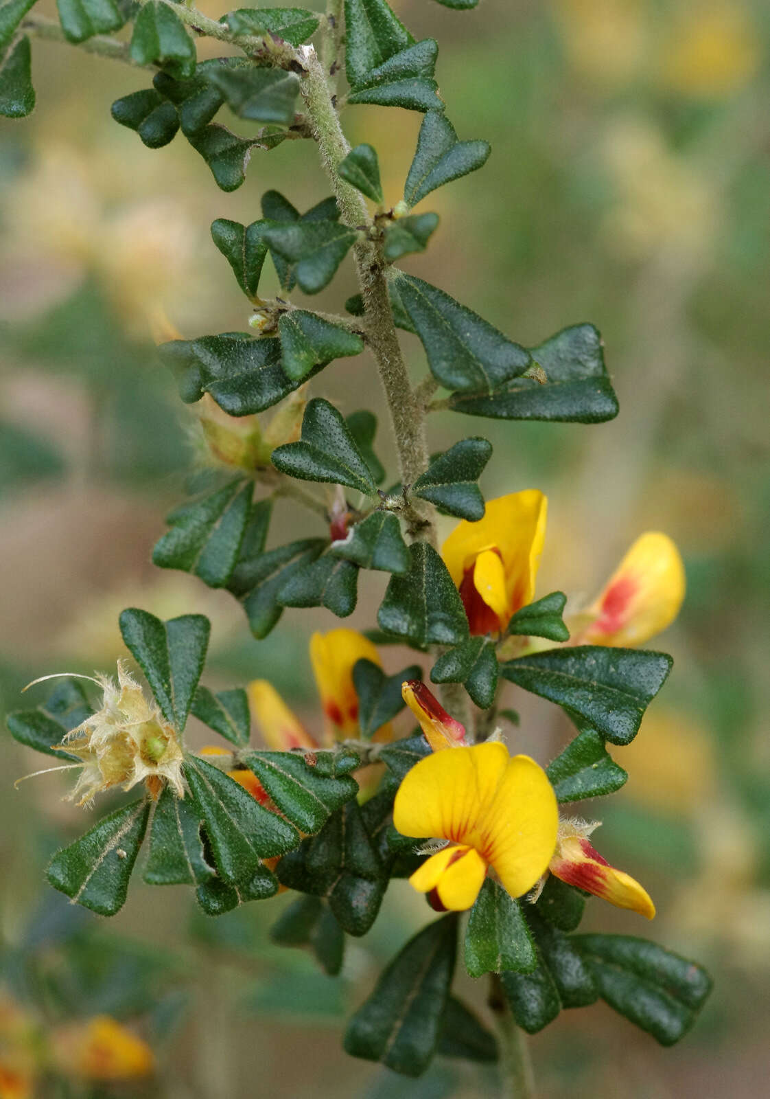 Sivun Pultenaea scabra R. Br. kuva