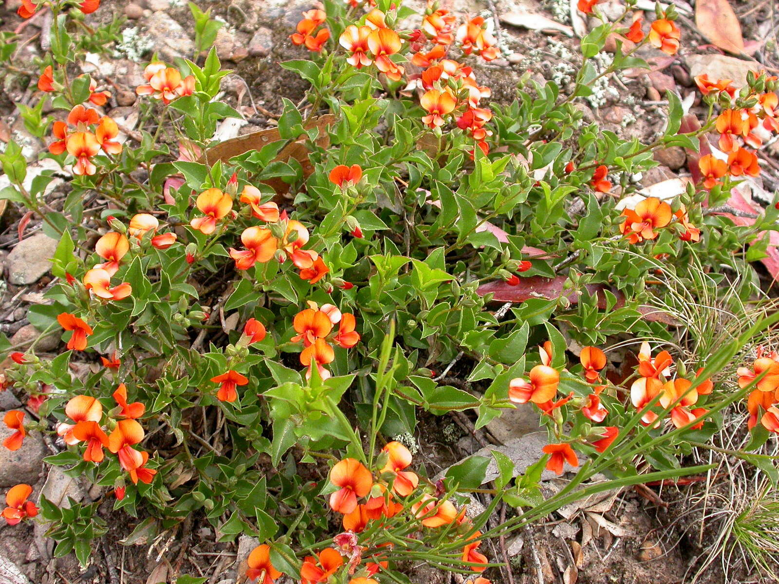 Image de Podolobium procumbens