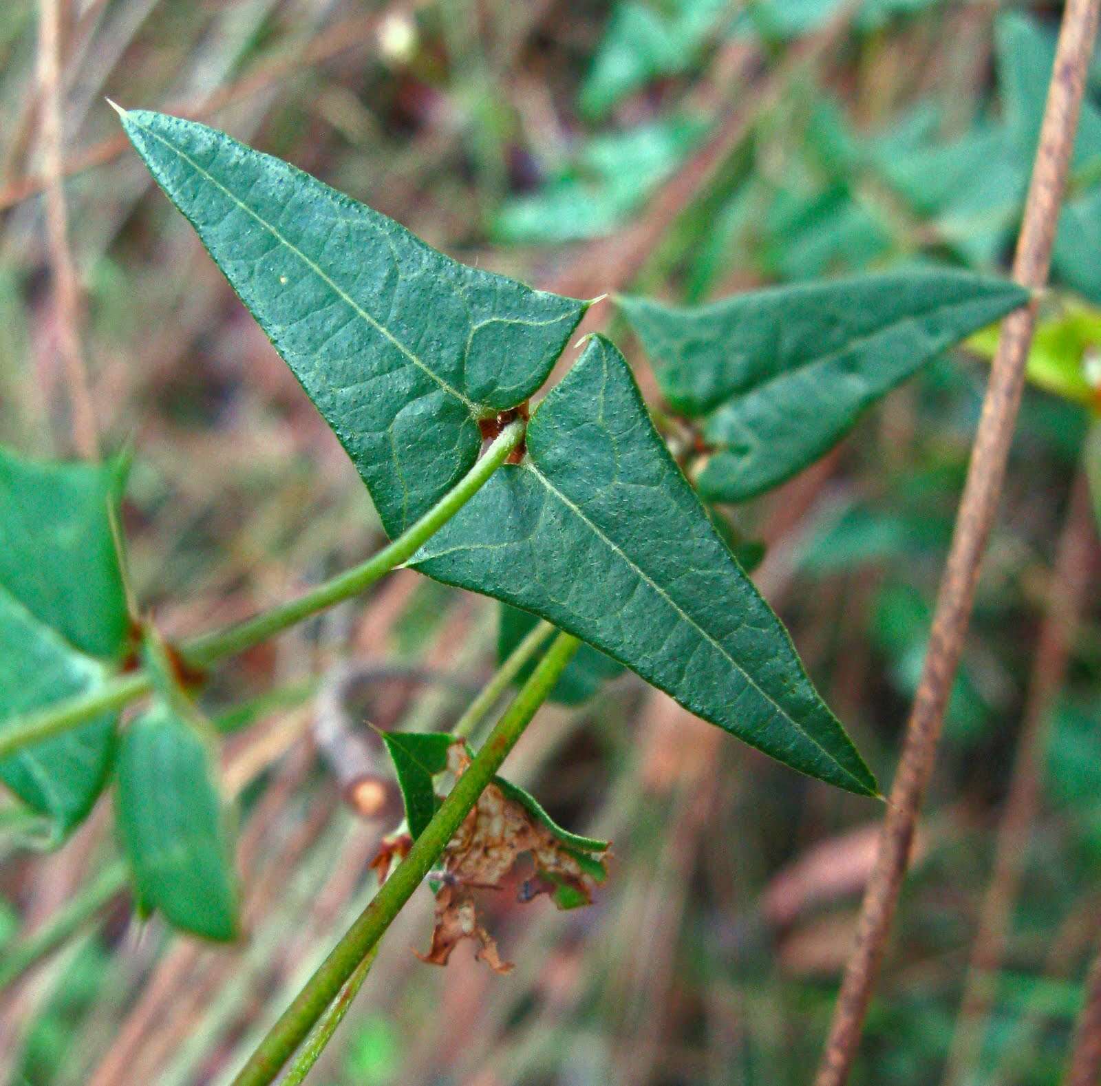 Plancia ëd Platylobium obtusangulum Hook.