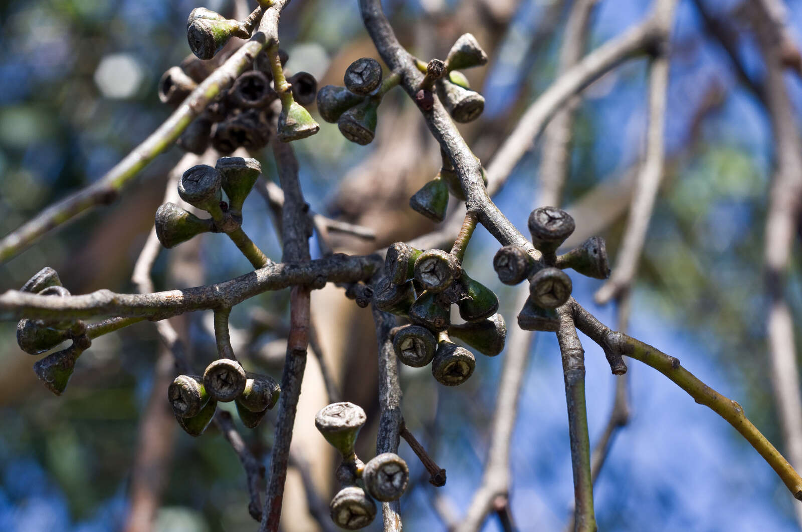 Слика од Eucalyptus ovata Labill.