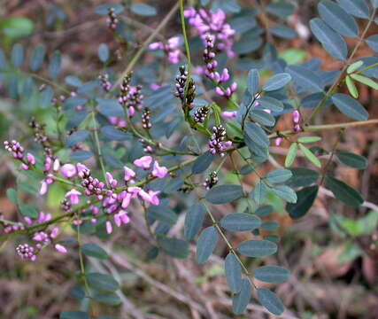 Слика од Indigofera australis Willd.