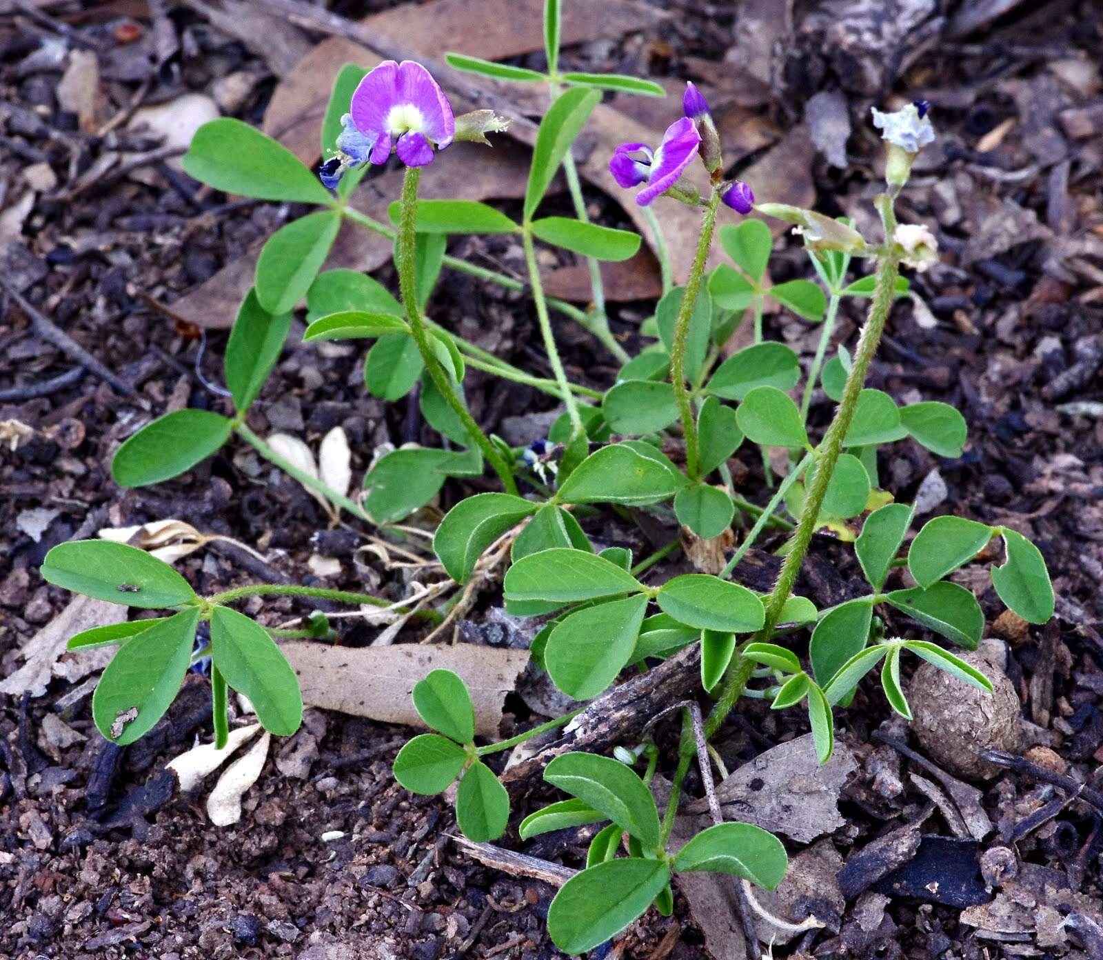 Imagem de Glycine latrobeana (Meissner) Benth.