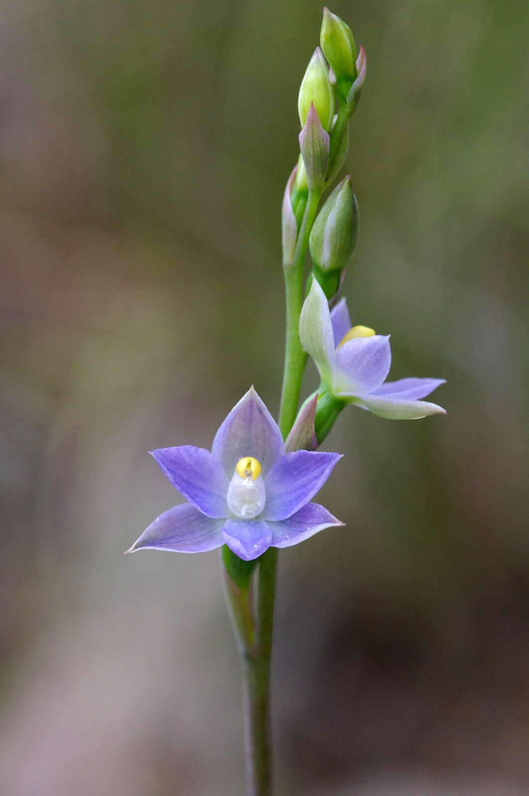 Image of Slender sun orchid