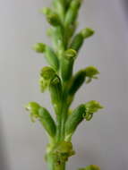 Image of Common onion orchid