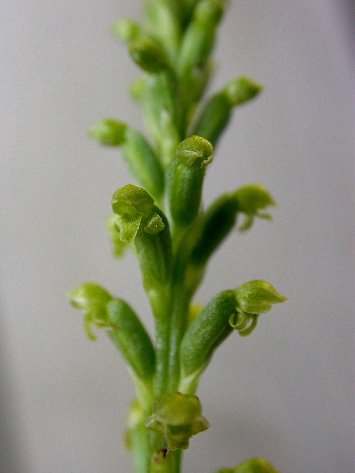 Image of Common onion orchid