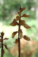 Image of Tall potato orchid