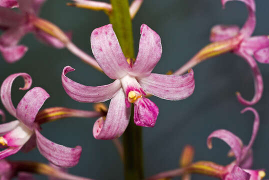 Image of pink hyacinth-orchid