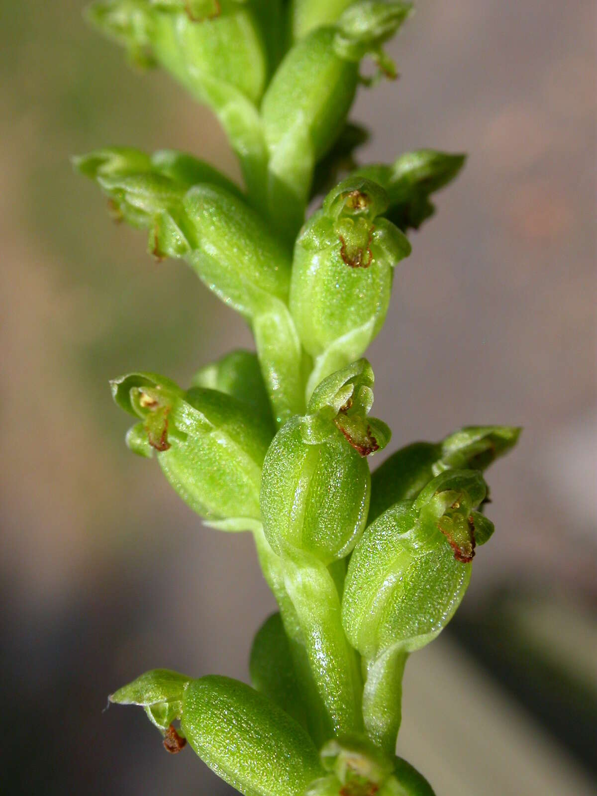 Image of Common onion orchid