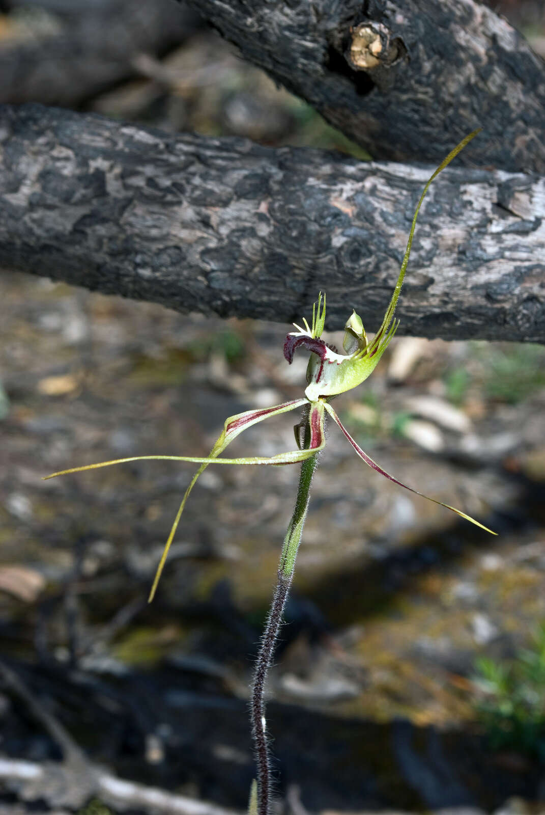 Image of Eastern Mantis Orchid