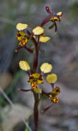 Image de Diuris pardina Lindl.