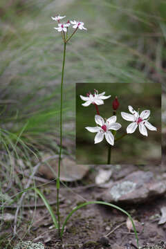 Image of Burchardia umbellata R. Br.