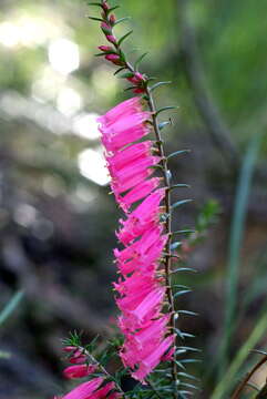 Plancia ëd Epacris impressa Labill.