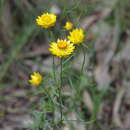 Plancia ëd Xerochrysum viscosum