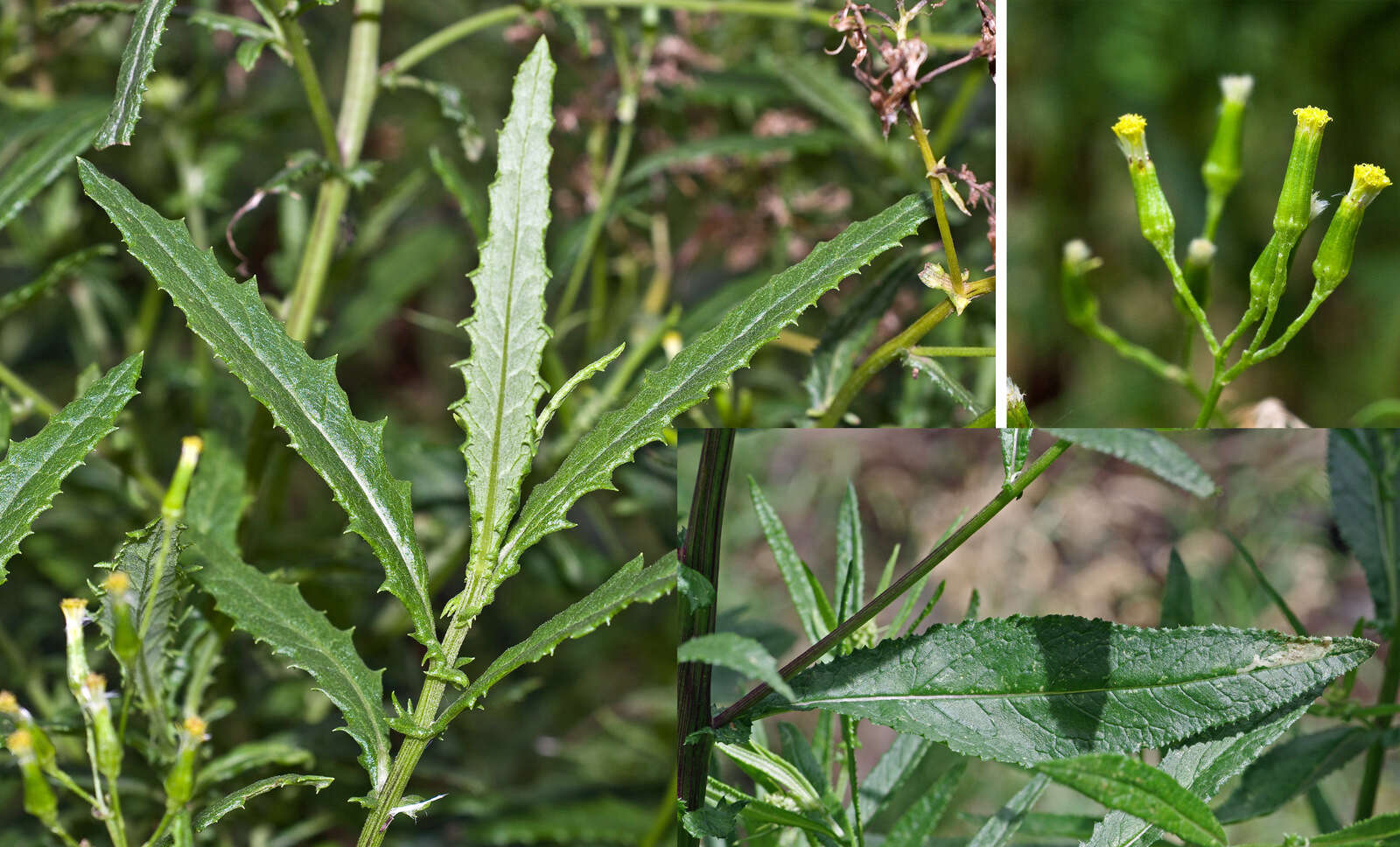 Image of Coastal Burnweed