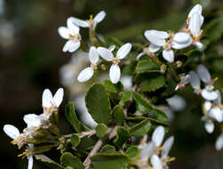 Image of Olearia myrsinoides (Labill.) F. Müll.