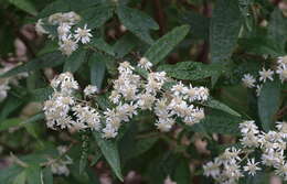 Olearia lirata resmi