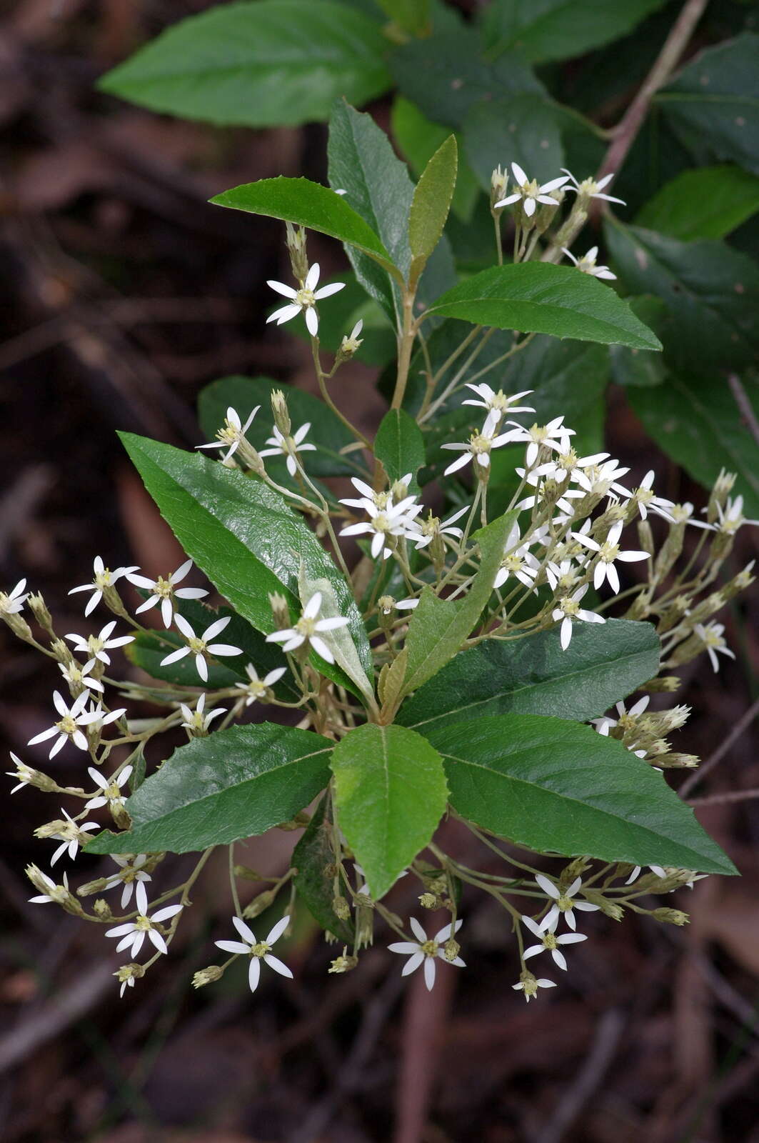 Olearia argophylla (Labill.) F. Müll. resmi