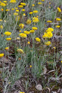 Слика од Leucochrysum albicans (A. Cunn.) P. G. Wilson