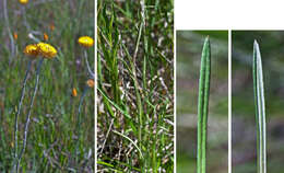 Plancia ëd Coronidium scorpioides (Labill.) Paul G. Wilson