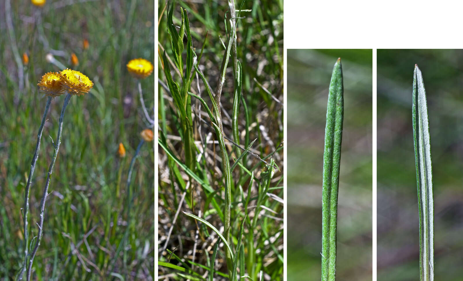 Plancia ëd Coronidium scorpioides (Labill.) Paul G. Wilson