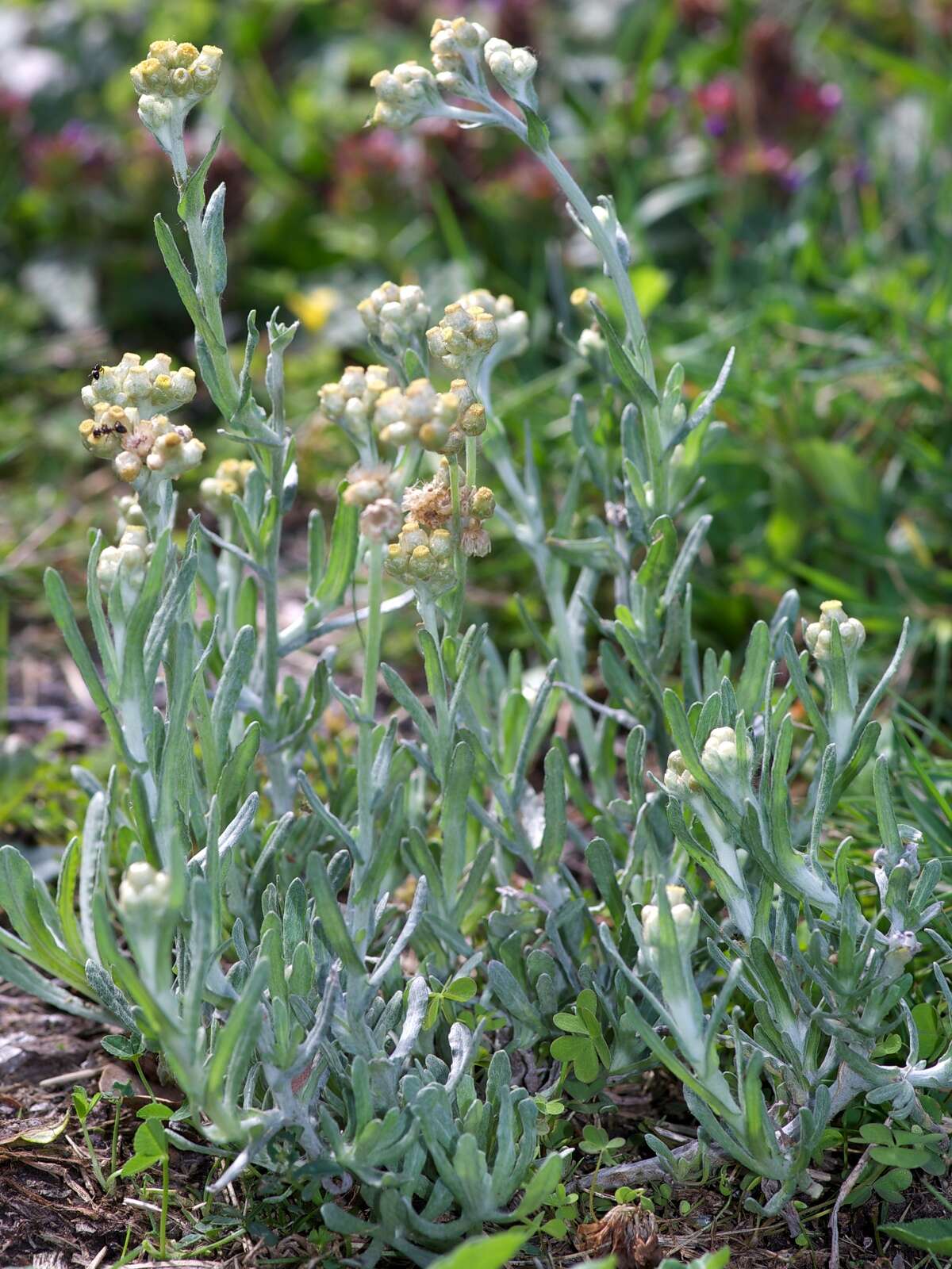 Image of Jersey cudweed