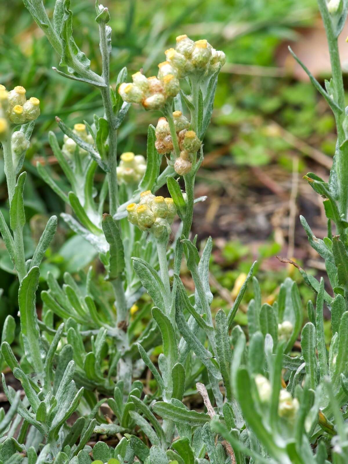 Image of Jersey cudweed