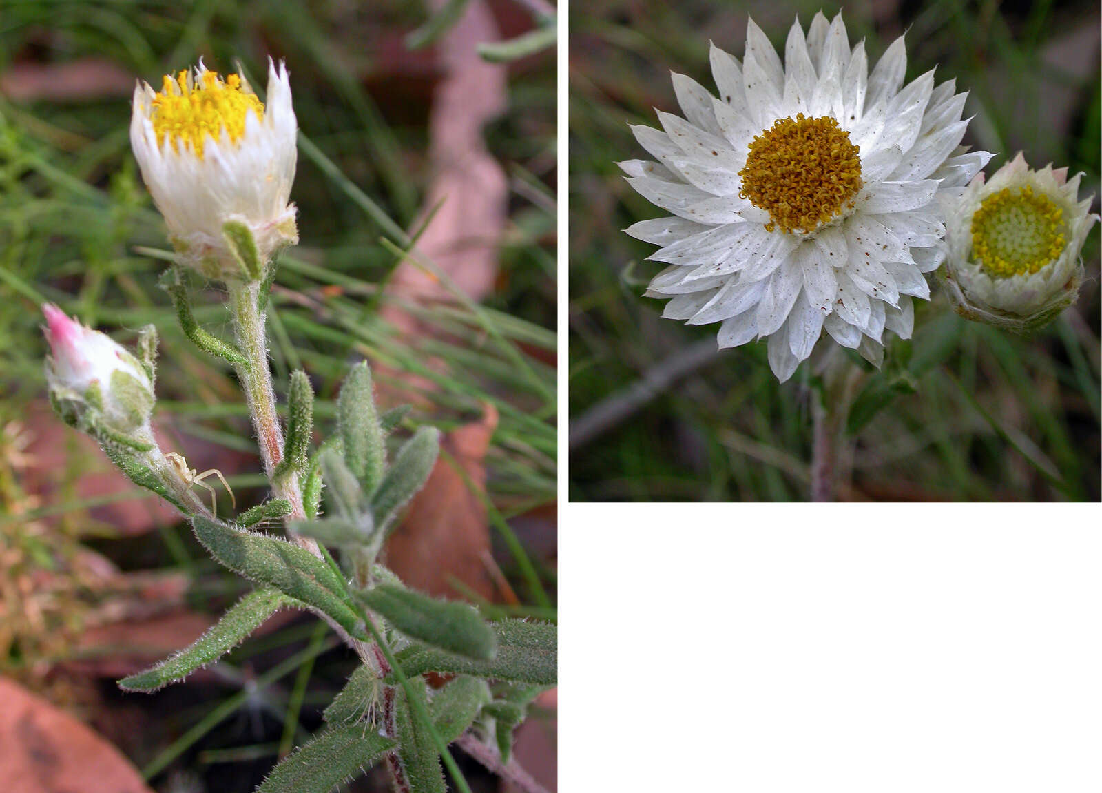 Слика од Helichrysum leucopsideum DC.