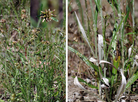 Image of Creeping cudweed