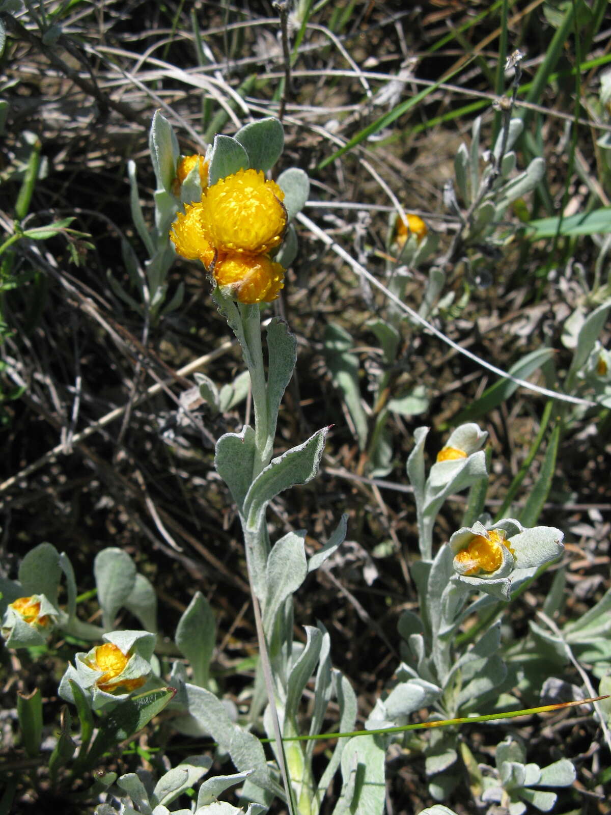 Image of Chrysocephalum apiculatum (Labill.) Steetz