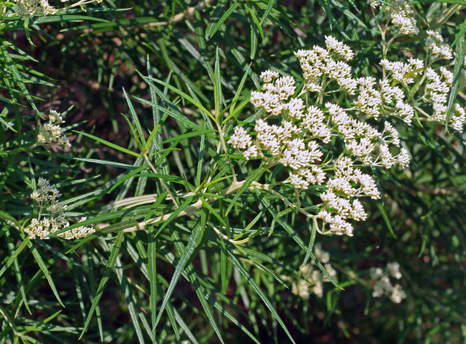 Plancia ëd Cassinia longifolia R. Br.