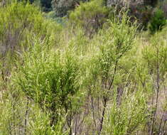 Plancia ëd Cassinia arcuata R. Br.