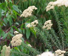 Plancia ëd Cassinia aculeata (Labill.) R. Br.