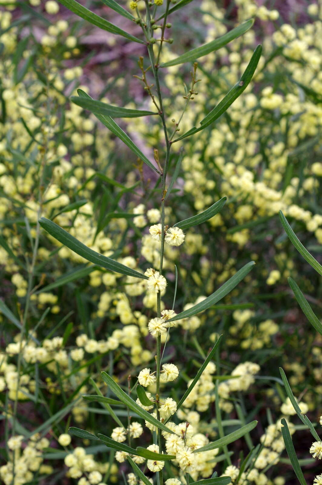 Acacia stricta (Andrews) Willd.的圖片