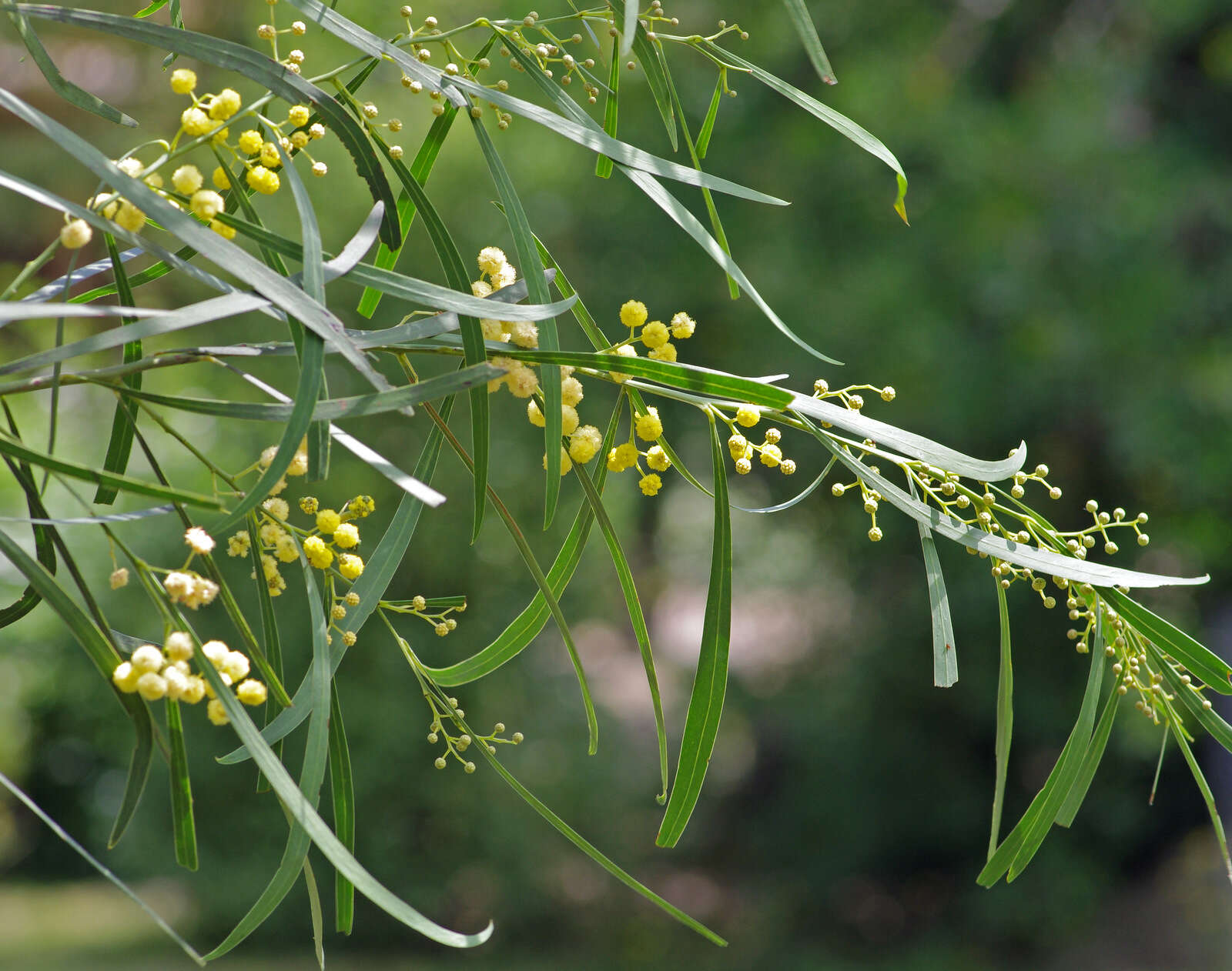 Image of water wattle