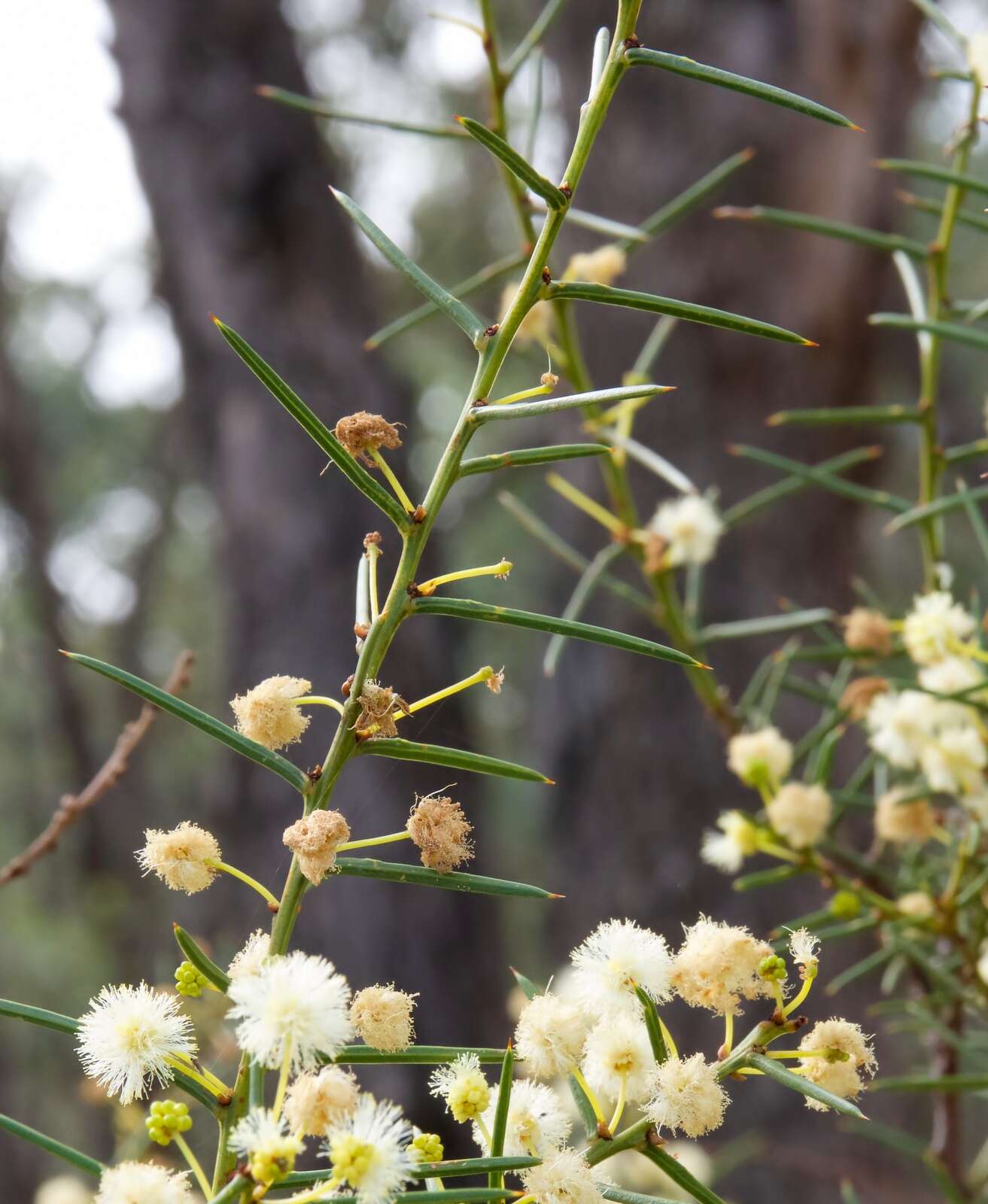 Image of early wattle