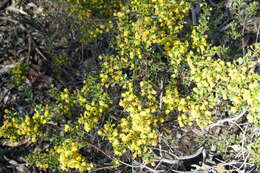 Image of gold-dust acacia