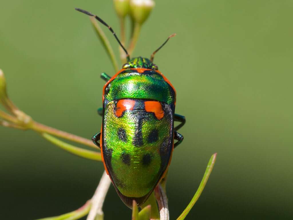 Image of <i>Scutiphora pedicellata</i>