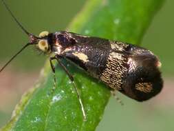 Image of Nemophora topazias Meyrick 1892