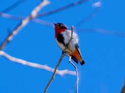 Image of Mistletoebird