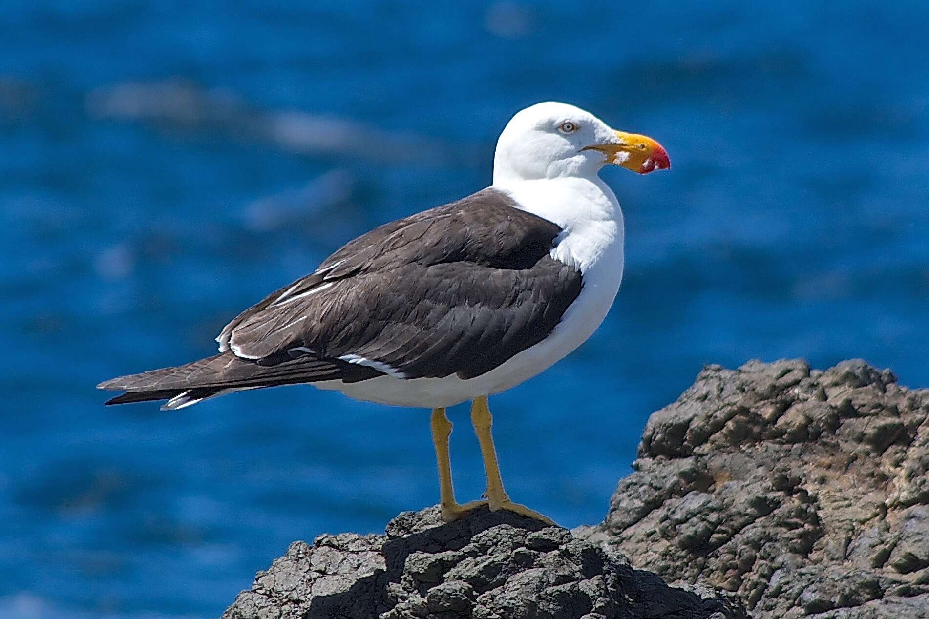 Image of Pacific Gull