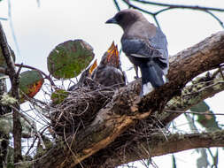 Image of Dusky Woodswallow