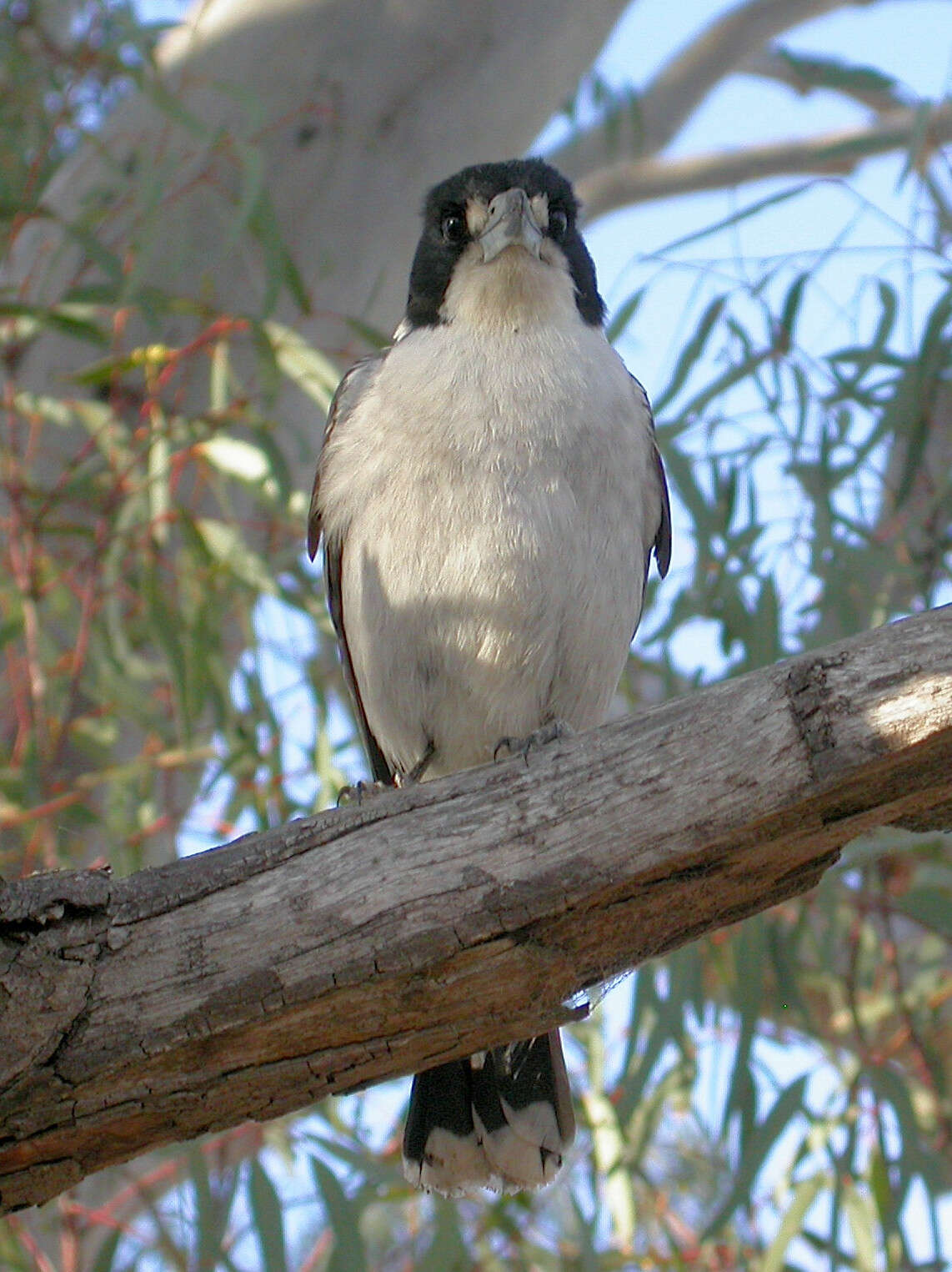 Image of Grey Butcherbird