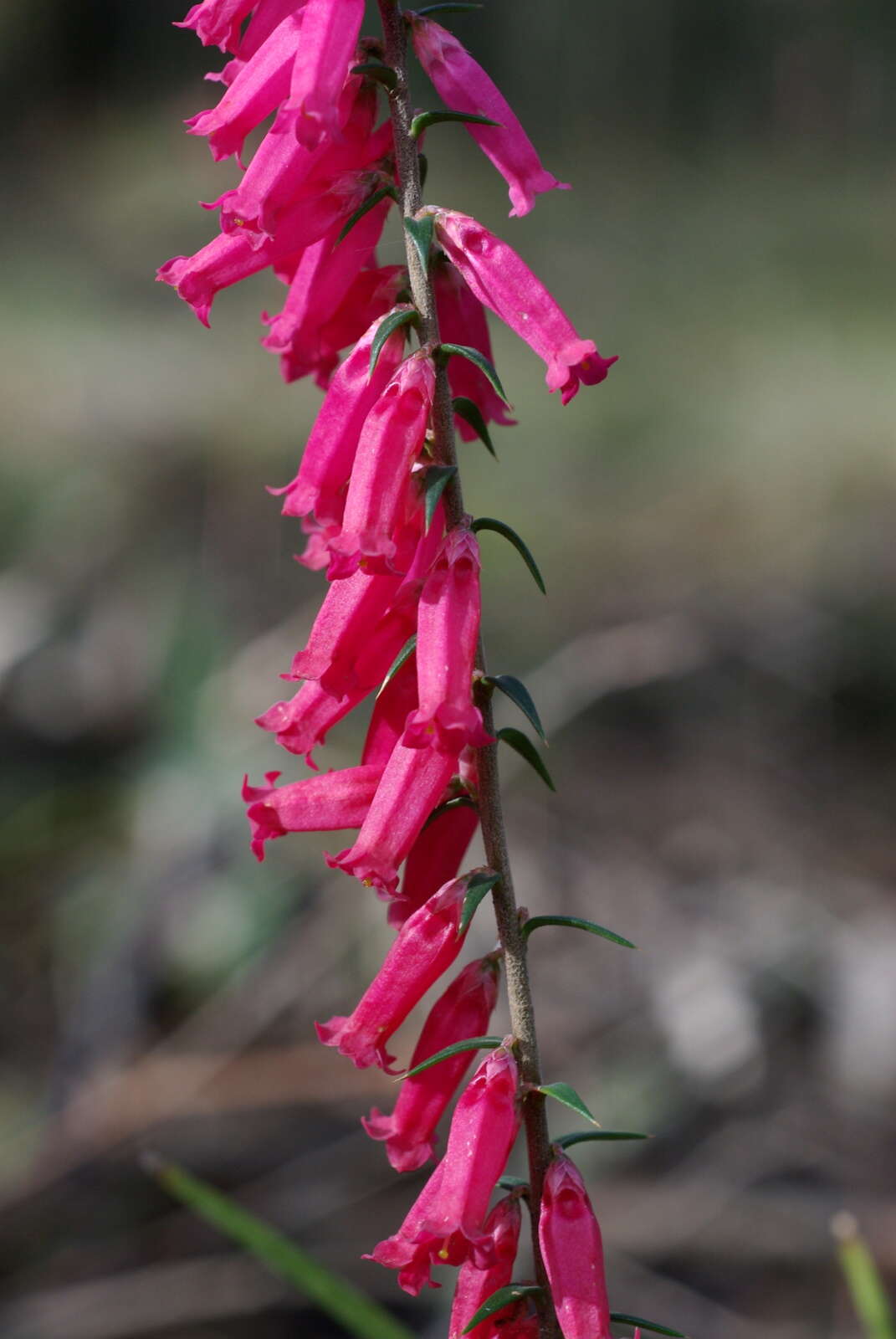 Plancia ëd Epacris impressa Labill.