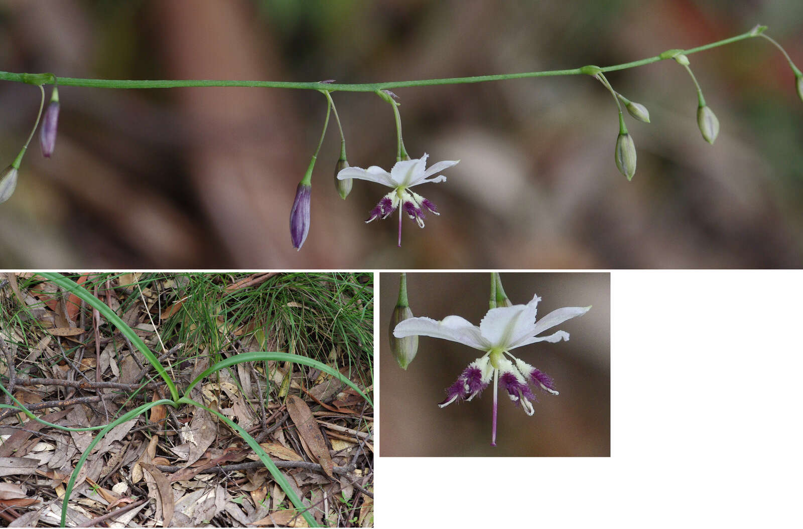 Image of Arthropodium milleflorum (Redouté) J. F. Macbr.