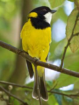 Image of Australian Golden Whistler