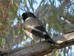 Image of Grey Butcherbird